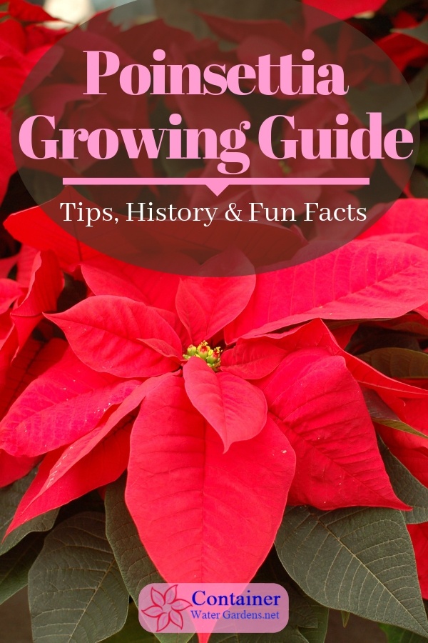 Poinsettia Growing Guide