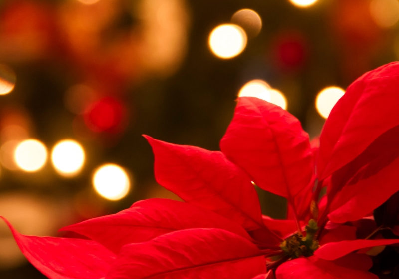 Beautiful red poinsettia