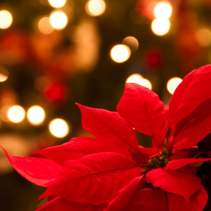 Beautiful red poinsettia