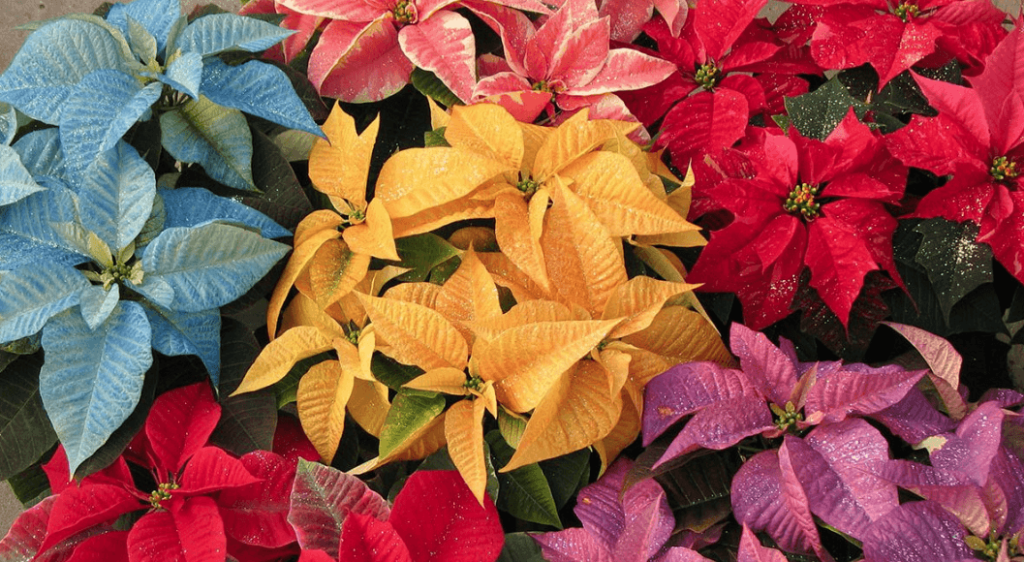 Many colors of Poinsettia plants