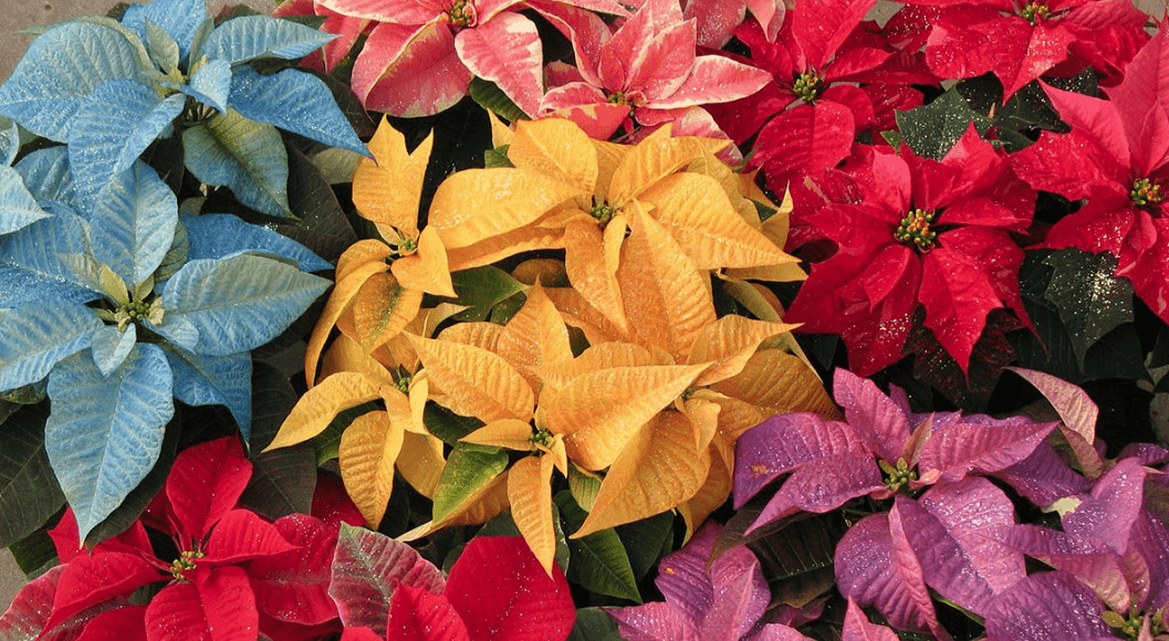 Many colors of Poinsettia plants - Container Water Gardens