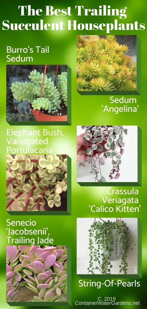 Best Trailing Succulent Houseplants Infographic