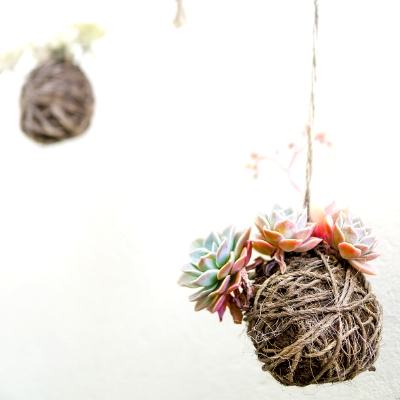 Kokedama Succulent Balls