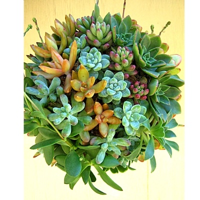 Suspended Succulent Ball