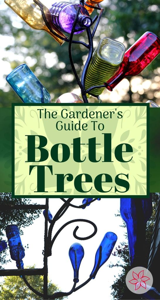 The Gardeners Guide To Bottle Trees