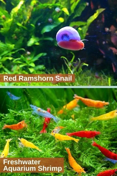 Colorful freshwater aquarium shrimp and snails