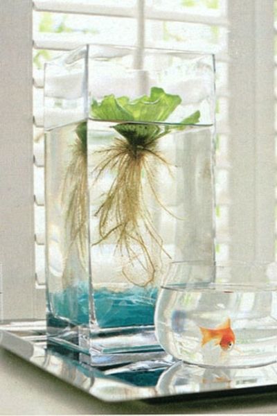 Floating lettuce indoor container water garden