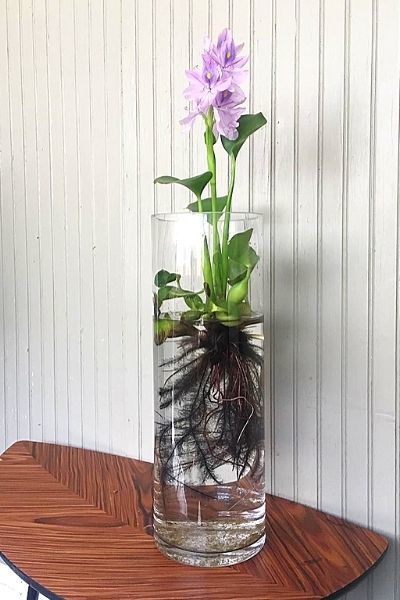 Floating water hyacinth in a glass vase