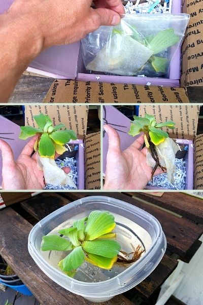 Mail order water lettuce unboxing