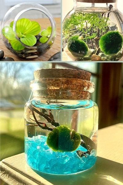 Marimo moss ball container water garden