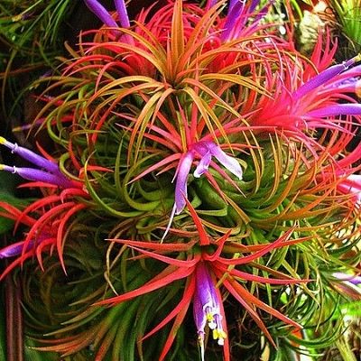 Air Plant