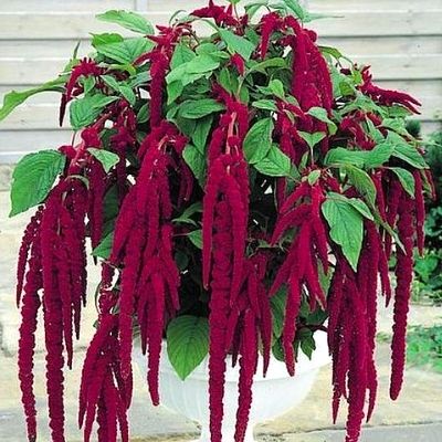 Amaranthus (Love Lies Bleeding) hanging basket