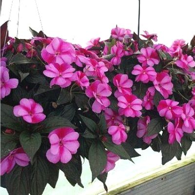 Bi-color New Guinea Impatiens in a hanging basket