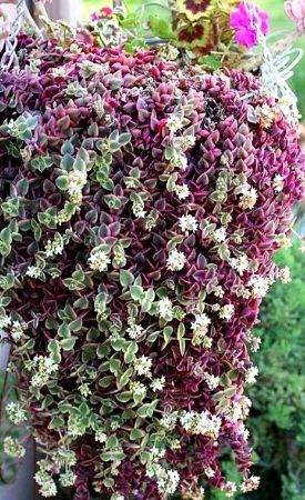 Crassula Calico Kitten hanging basket