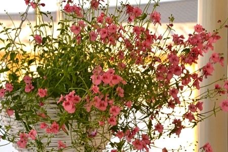 Diascia plant in a hanging basket