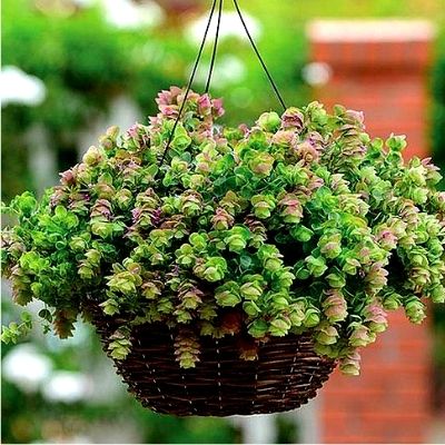 Hanging basket of Ornamental Oregano