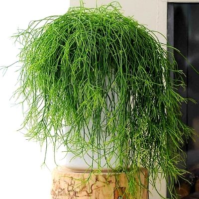 Mistletoe Cactus in a hanging basket