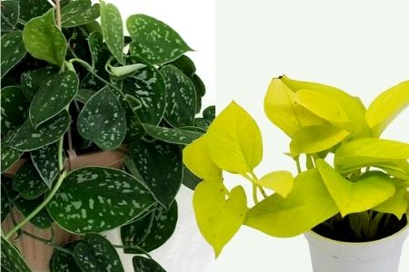 Pothos Blue Satin and Neon