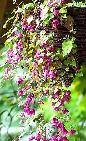 Purple Bells Vine hanging basket plant