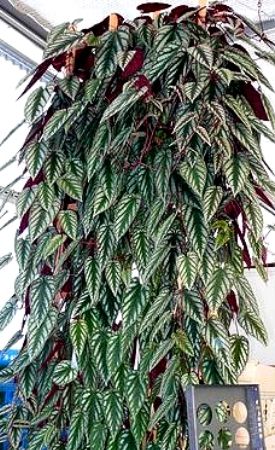 Rex Begonia Vine growing in a hanging basket
