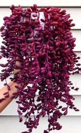 Ruby Necklace succulent in a hanging basket