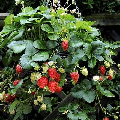 Strawberries growing in a hanging basket