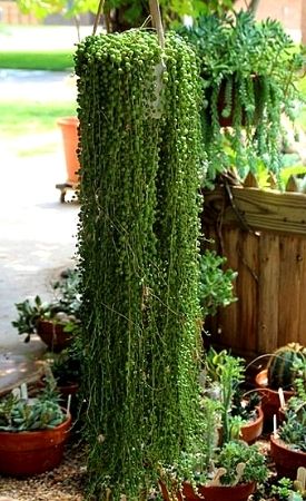 String Of Pearls plant in a hanging basket