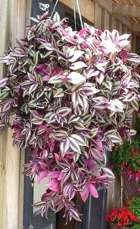 Tradescantia Tricolor “Zebrina” in a hanging basket