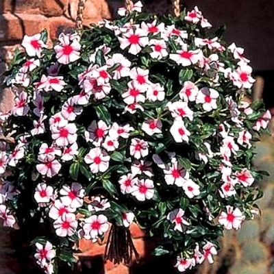 Trailing Vinca hanging basket