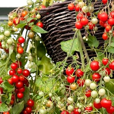 Trailing cherry tomatoes growing in a hanging basket
