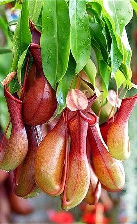 Tropical Pitcher plants (Nepenthes)