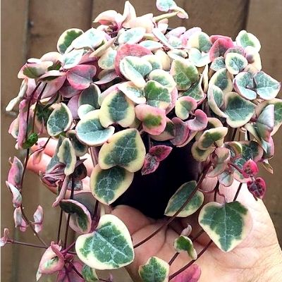 Variegated String Of Hearts succulent