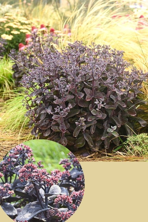 ‘Back in Black’ Sedum