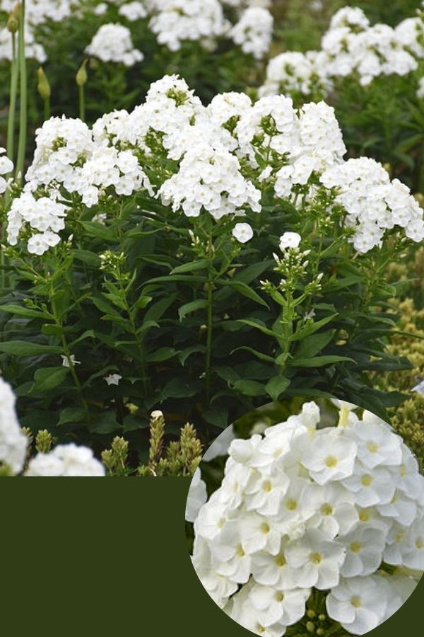 ‘Backlight’ Phlox paniculata