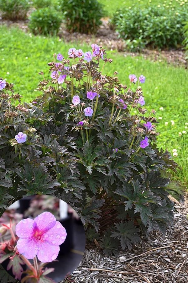 ‘Boom Chocolatta’ hardy geranium pratense