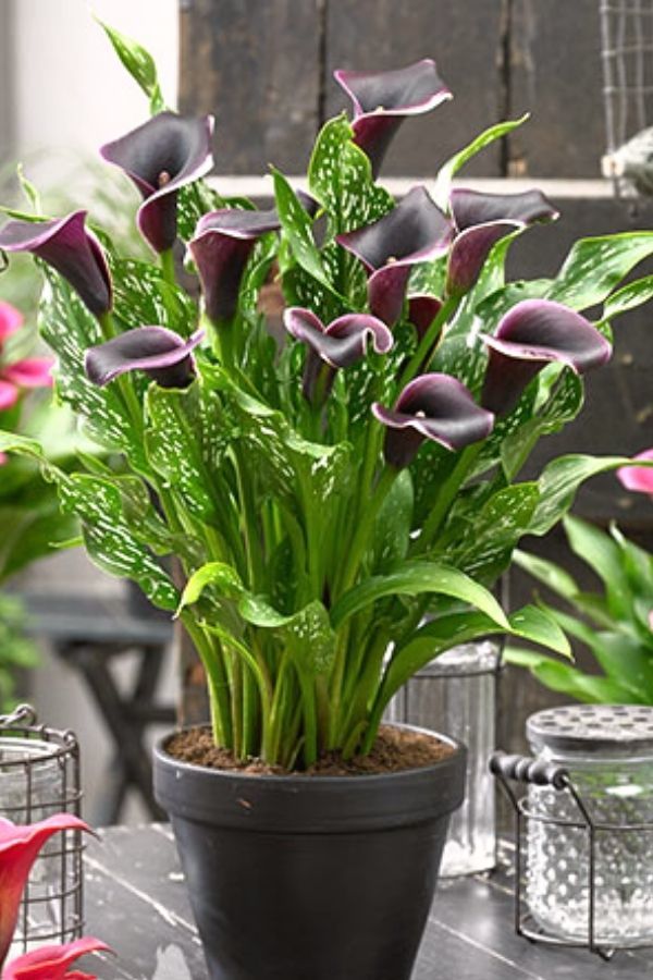 'Dubai Nights' Calla Lily - Container Water Gardens