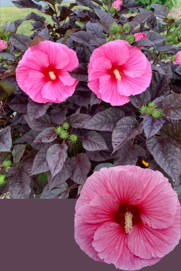 ‘Edge Of Night’ Hibiscus