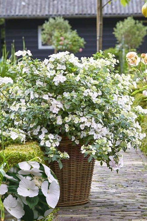 ‘Fairytale Bride’ Hydrangea