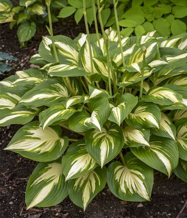 'Miss America' Hosta