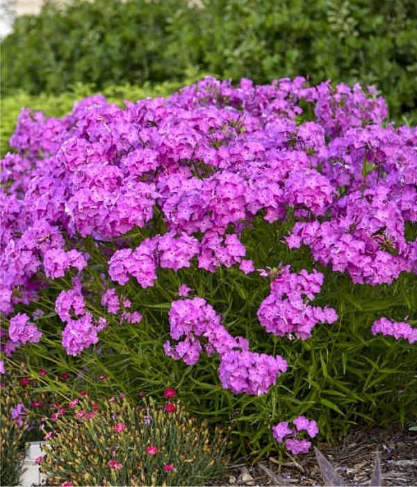 ‘Opening Act Romance’ Hybrid Phlox