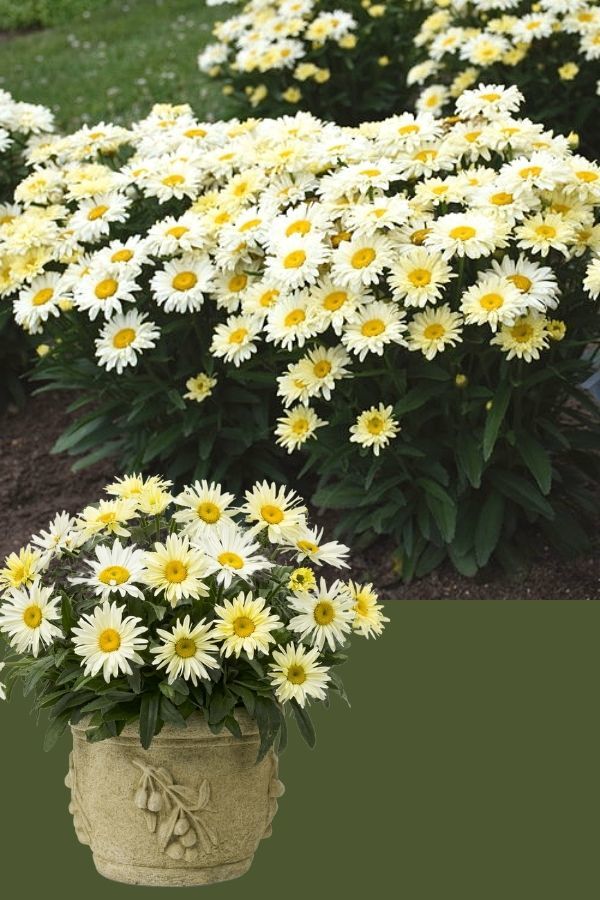 ‘Banana Cream II’ Leucanthemum superbum (shasta daisy)