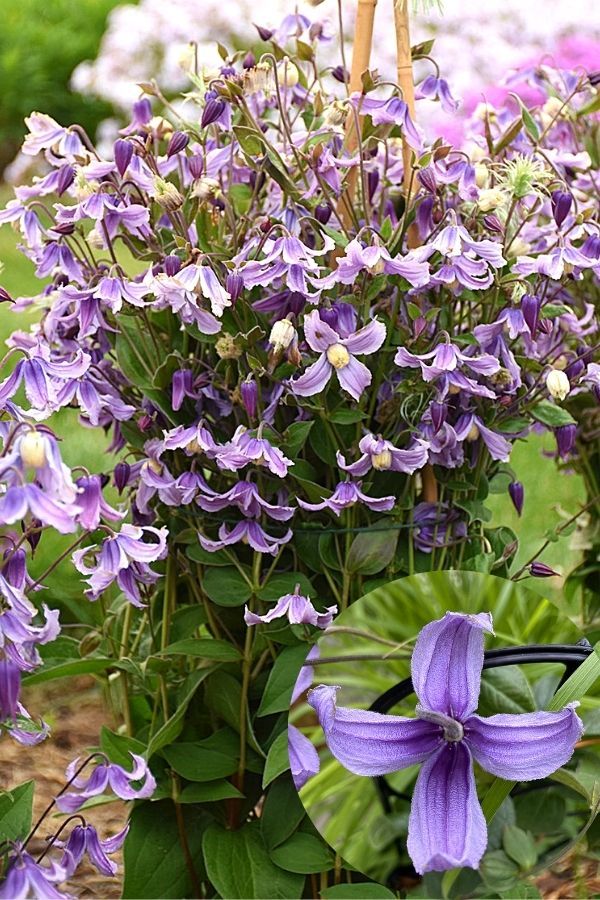 ‘Stand By Me Lavender’ Clematis