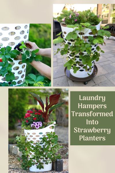 Laundry hamper strawberry planter image collage