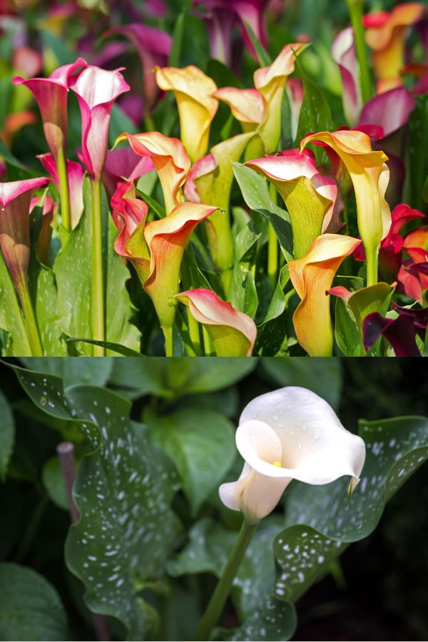 Calla lilies