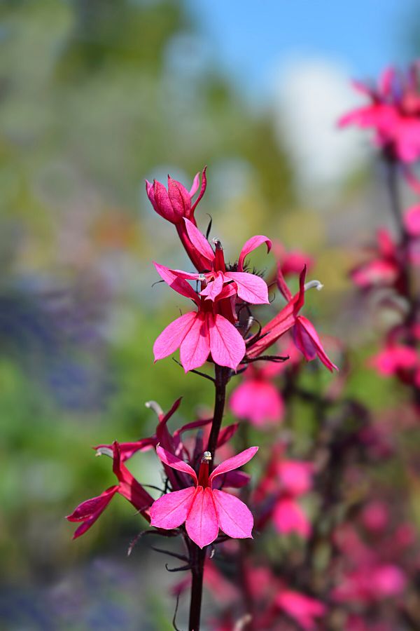 Cardinal flower