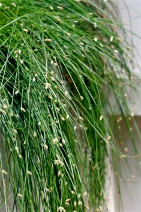 Fiber optic grass