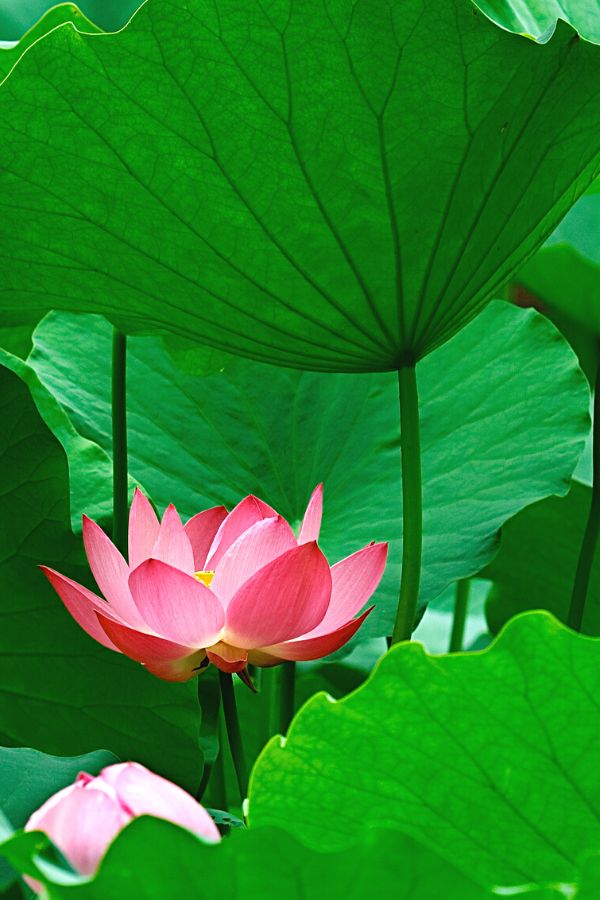Lotus (Nelumbo)