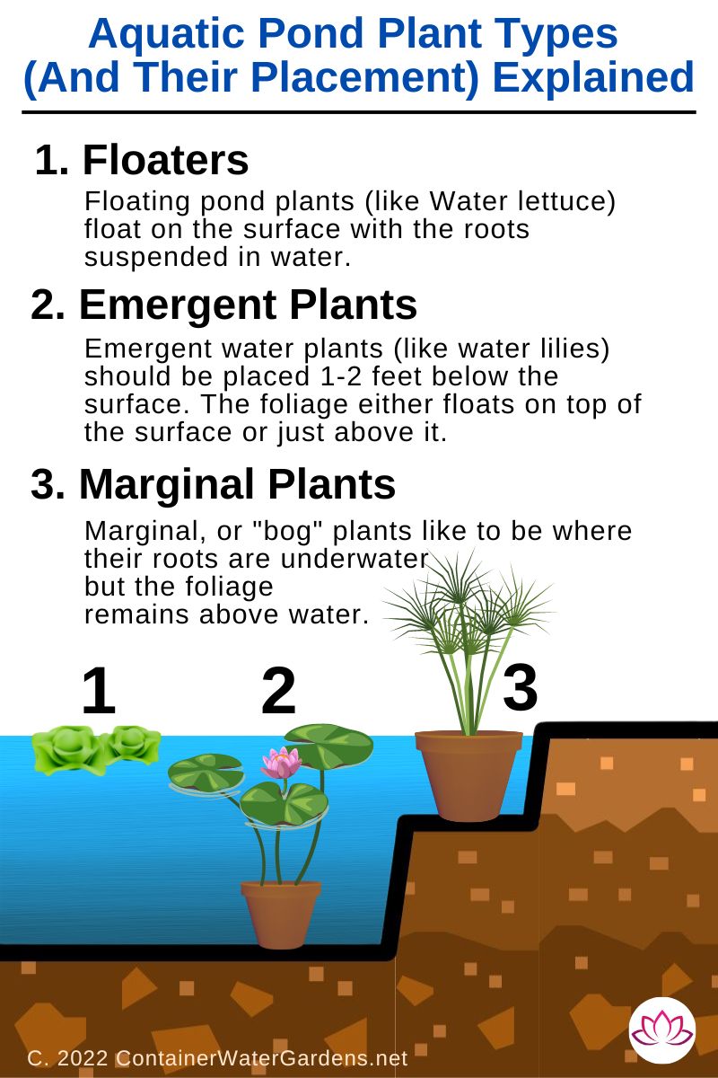 Pond Plant Placement Infographic