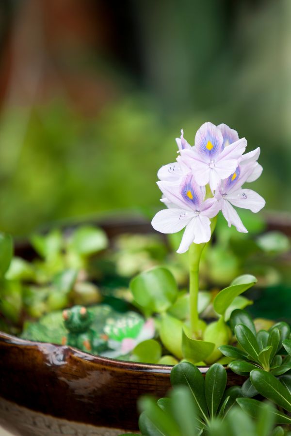 Water hyacinth