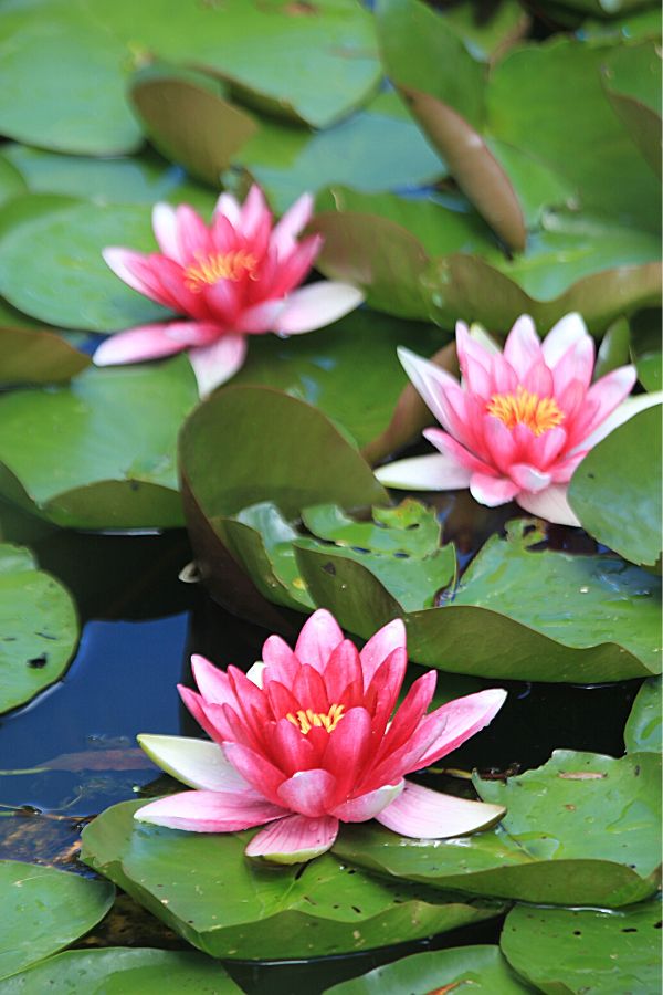 Water lilies (Nymphaea)